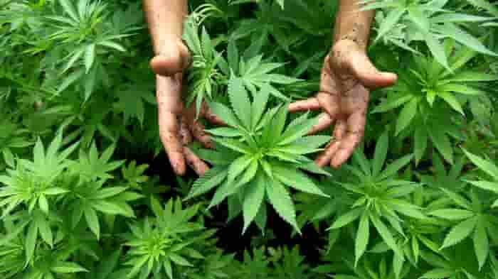 organic-cbd-store-options-near-me