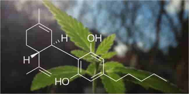 organic-cbd-store-options-near-me